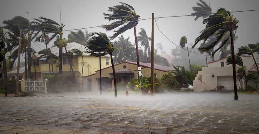 Palm trees blowing in a hurricane