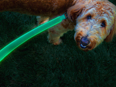 Dog on a light up leash