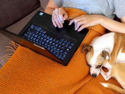person working on a laptop under a blanket with dog curled up on the side