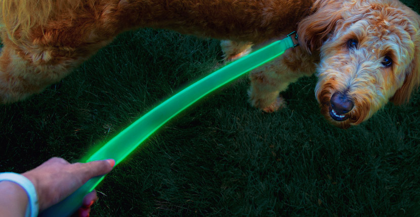 Dog being walked in the dark with a green lit up leash