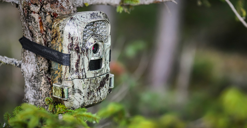 Trail cam attached to a tree